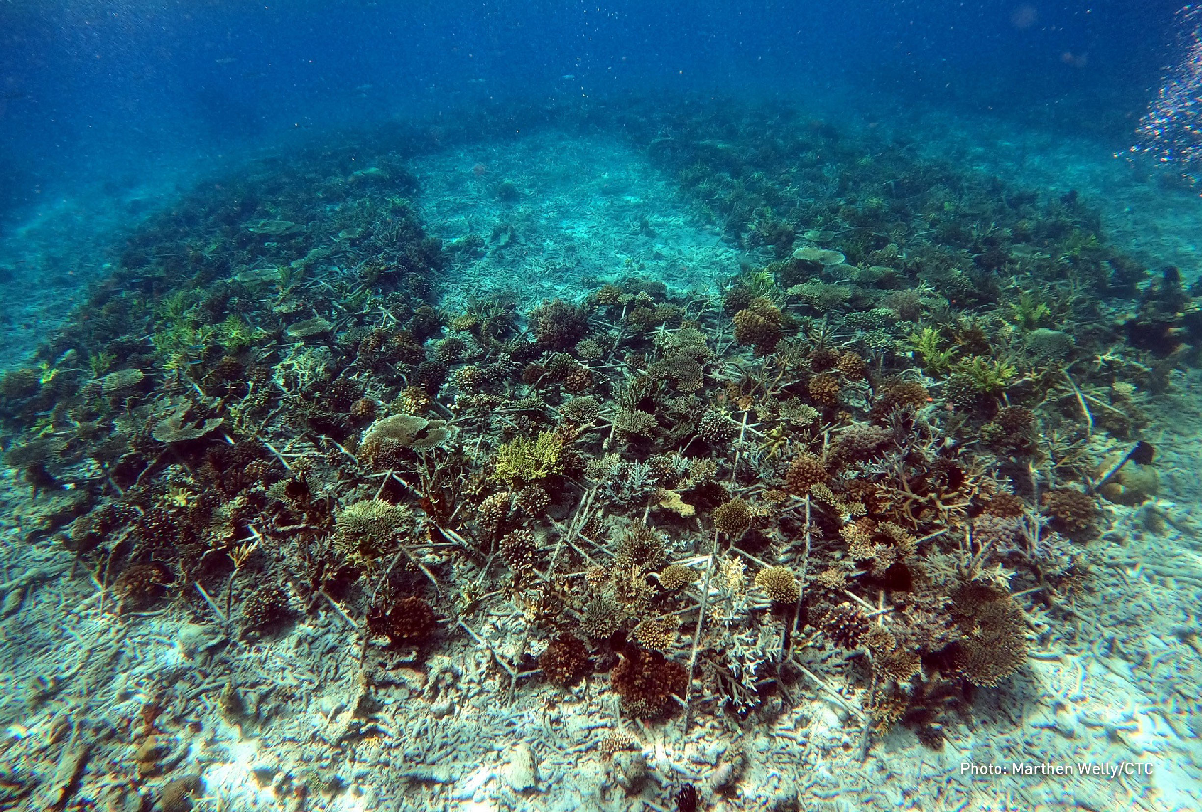 Course: Indonesia Coral Reef Restoration